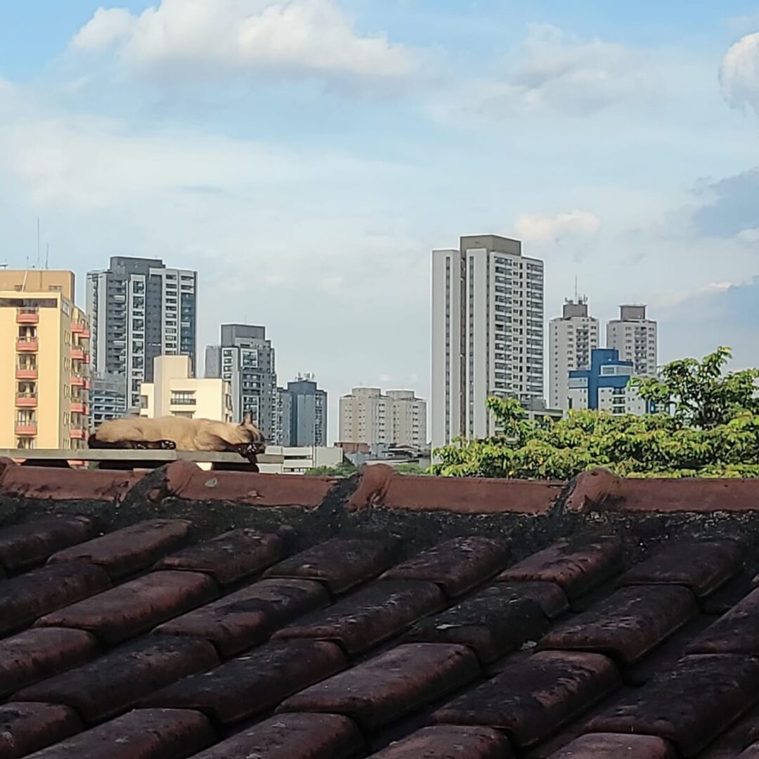 WV Foto do imóvel - https://wvassessoriaimobiliaria.com/wp-content/uploads/2025/01/Imagem-do-WhatsApp-de-2025-01-28-as-12.02.11_e37ff7c2-1080x1080.jpg