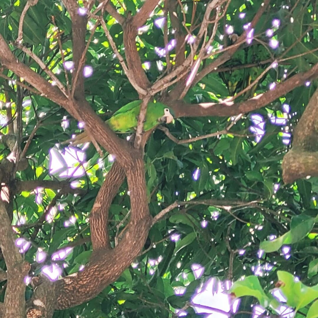 WV Foto do imóvel - https://wvassessoriaimobiliaria.com/wp-content/uploads/2025/01/Imagem-do-WhatsApp-de-2025-01-28-as-12.02.12_791968da-1080x1080.jpg